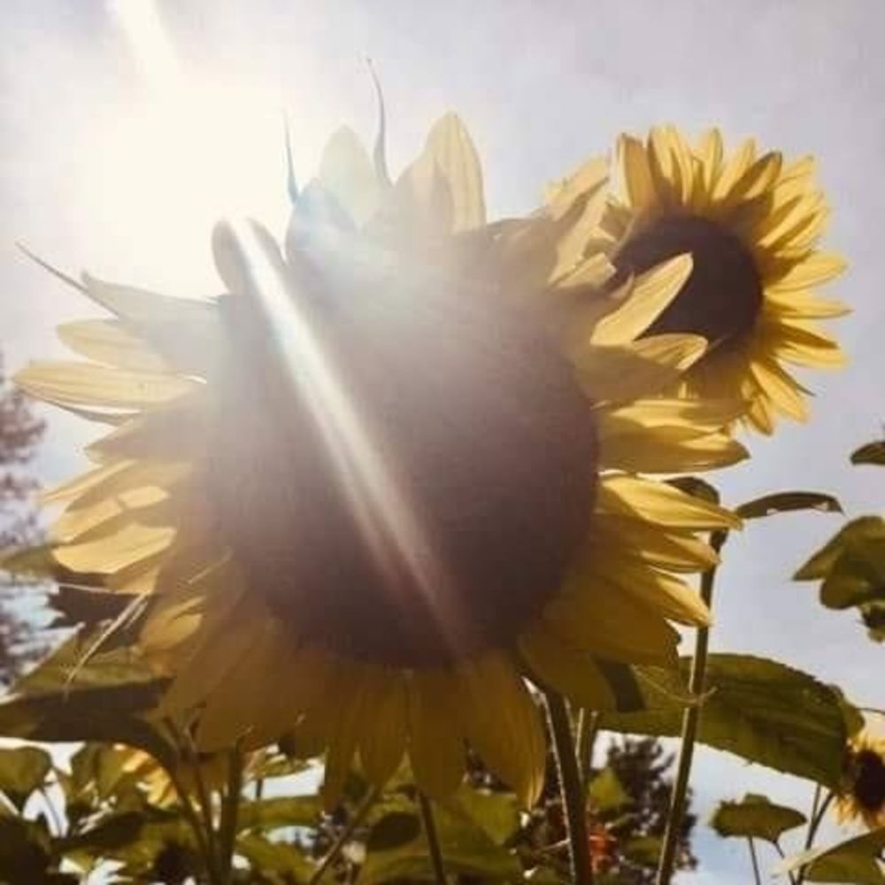 Meet your Posher, Joanne